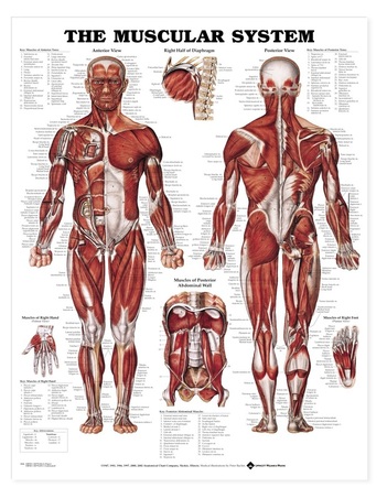 Muscle Chart